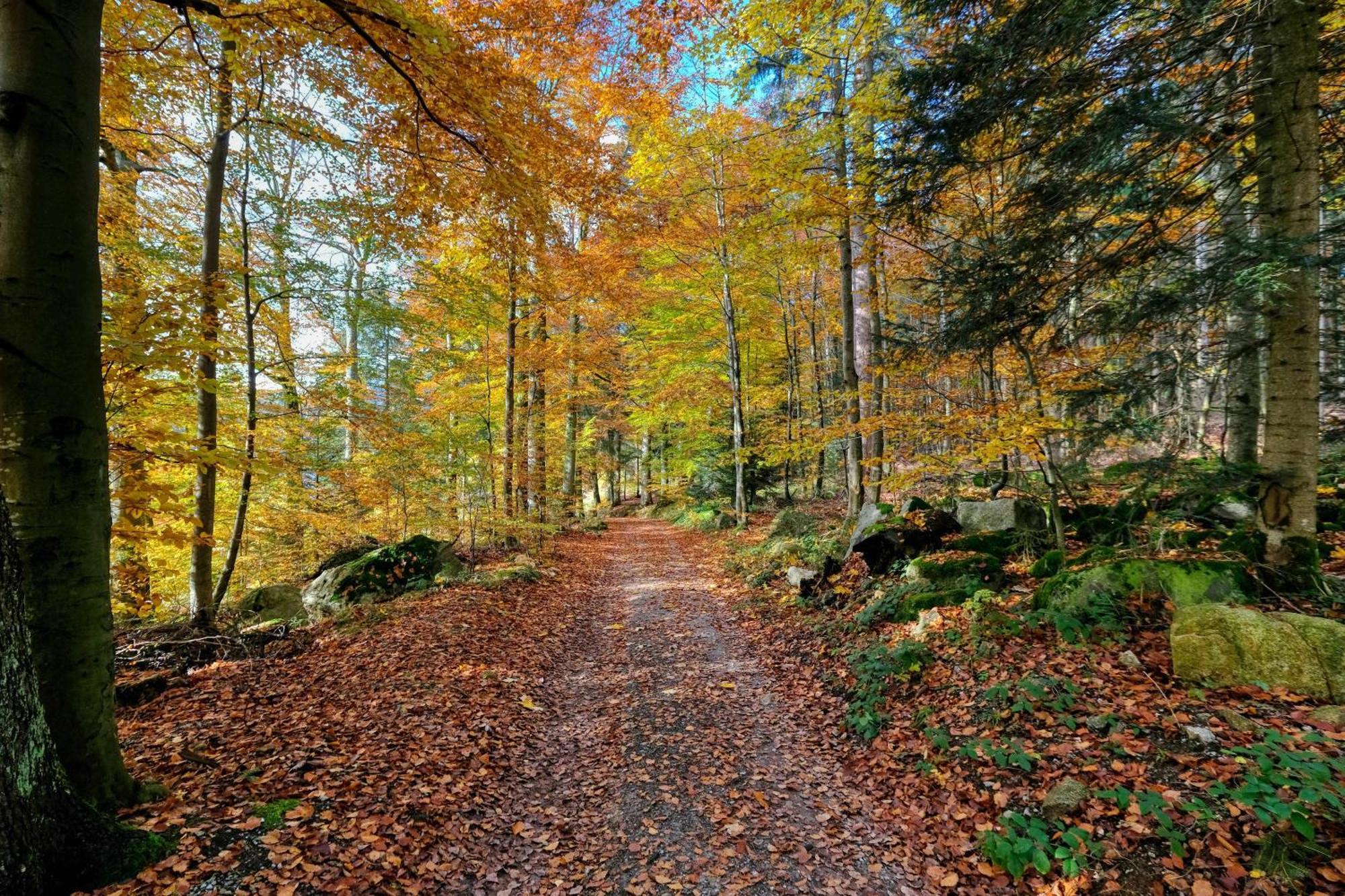 Zum Alten Waerterhaus Forbach Kültér fotó